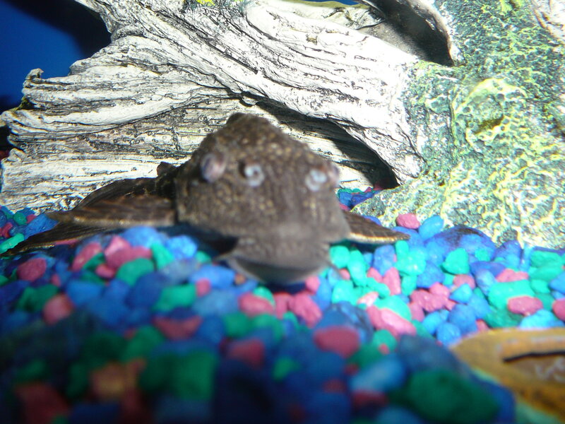 catfish in aquarium