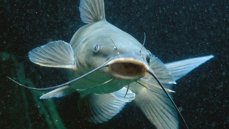 catfish underwater close-up