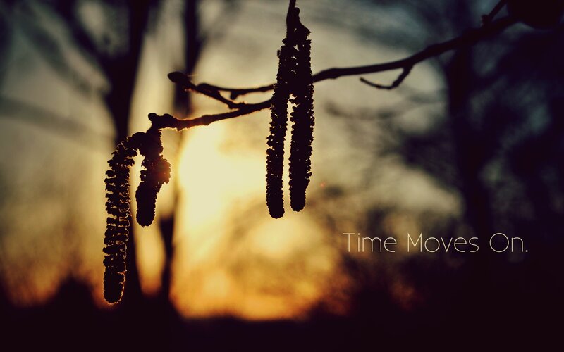 Catkins on a Branch