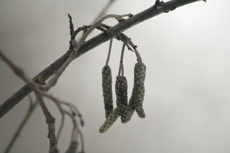 catkins on a tree branch