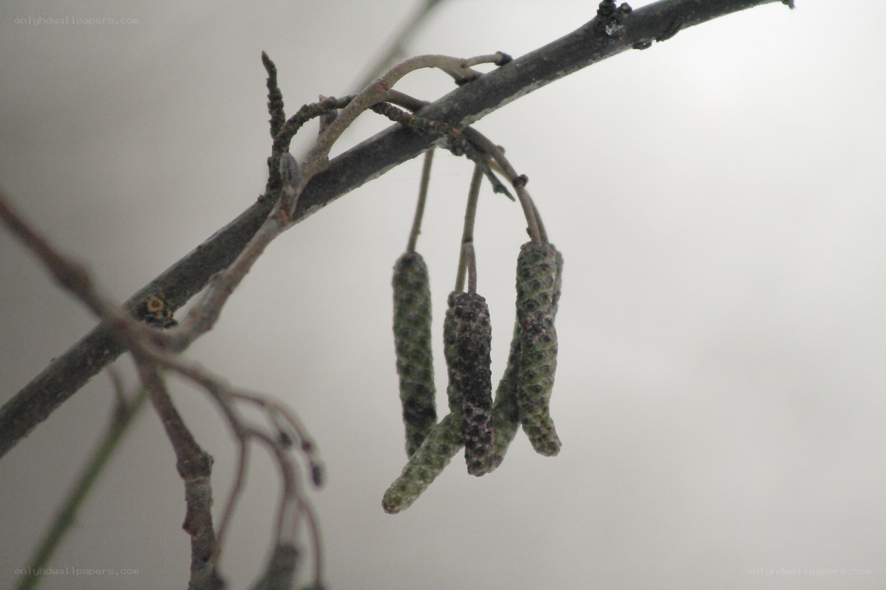 catkins on a tree branch