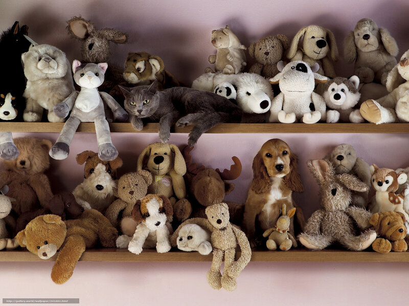Cats among stuffed animals