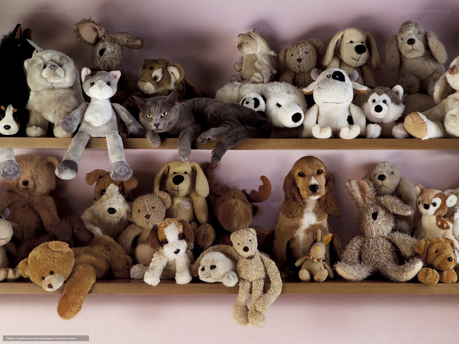 Cats among stuffed animals