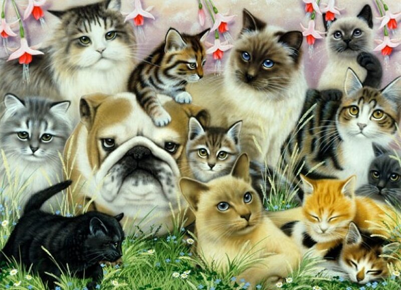 Cats and a Bulldog