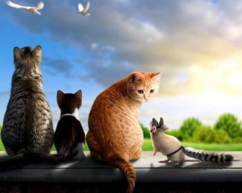Cats and a mouse on a bench