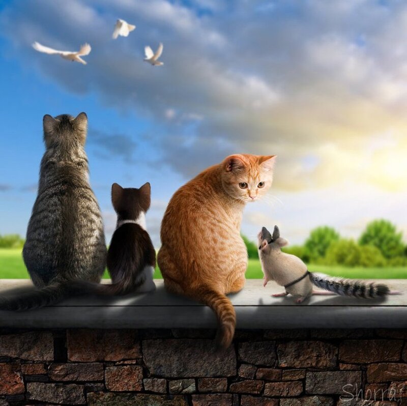 Cats and a Mouse on Wall