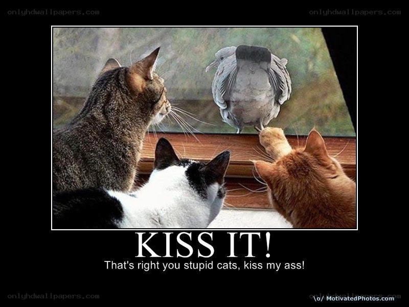 cats and a pigeon