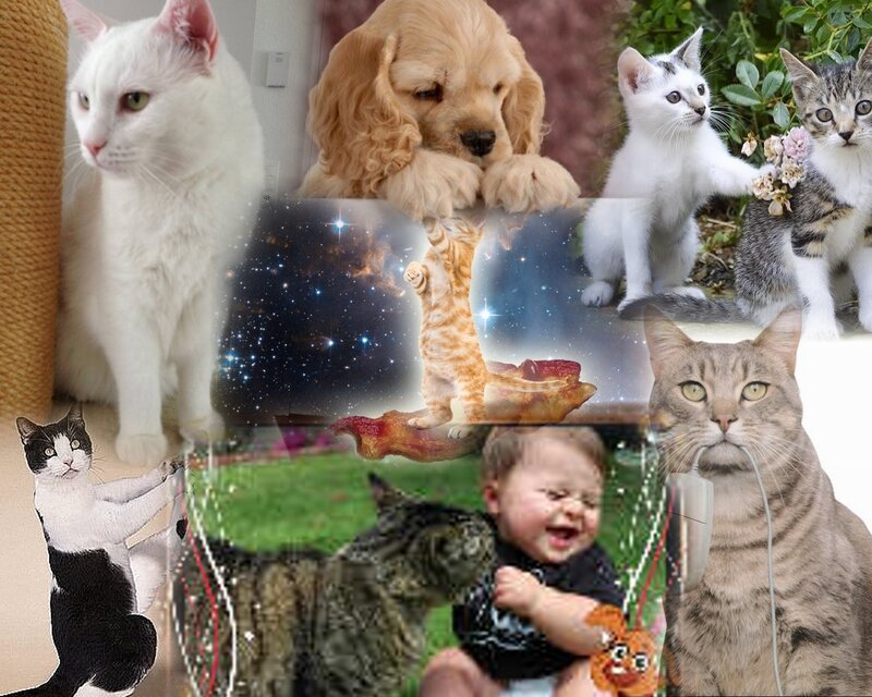 Cats and a Puppy