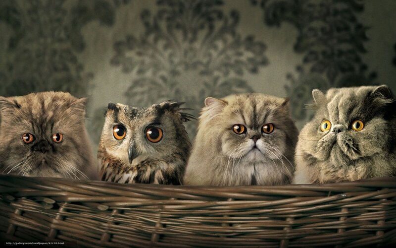 Cats and an owl in a basket