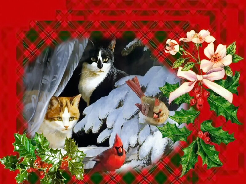 Cats and Birds in Snow