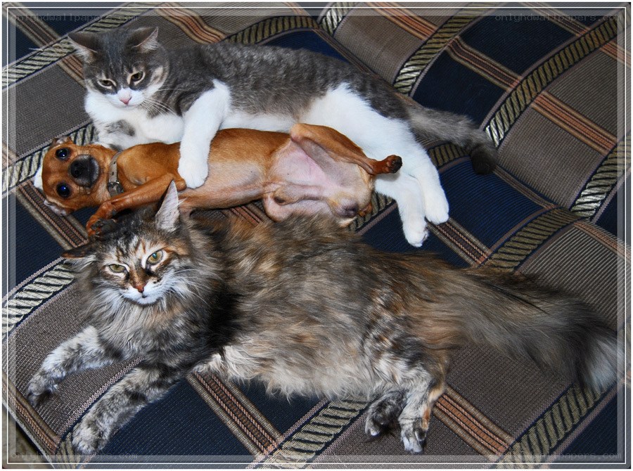 Cats and dog resting together