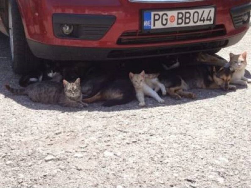 Cats and Dog under Car