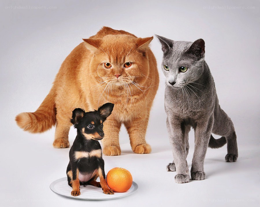 Cats and dog with orange