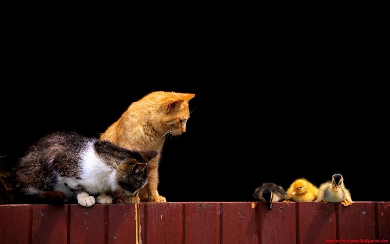 Cats and ducklings on a fence