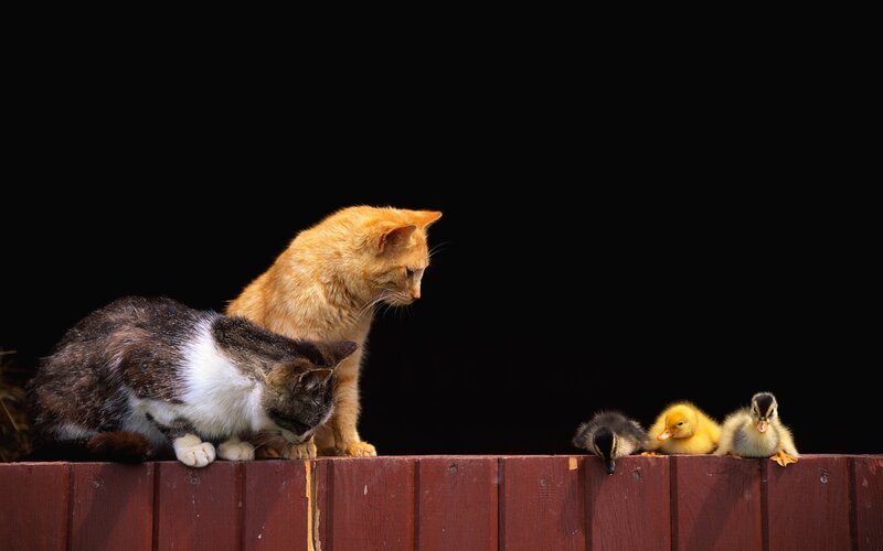 Cats and ducklings on a fence