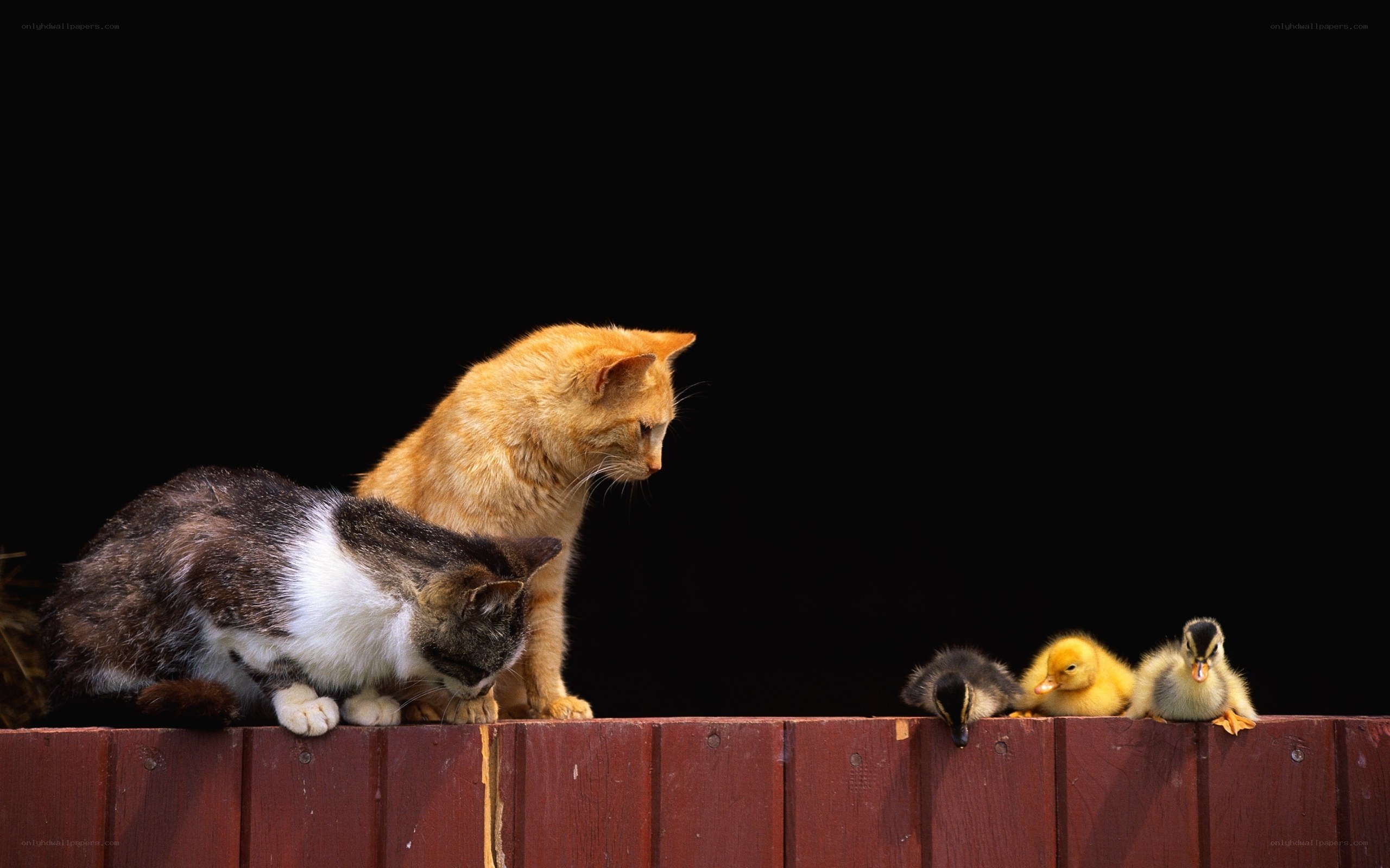 Cats and ducklings on a fence