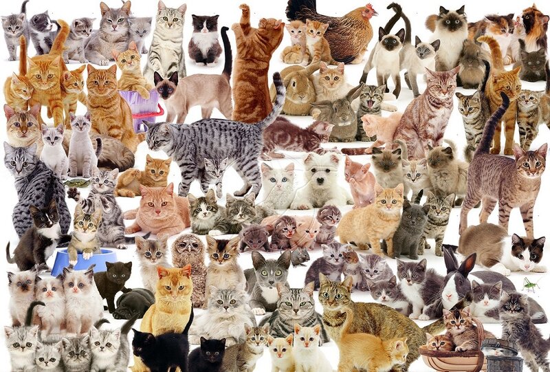 Cats and Kittens Collage