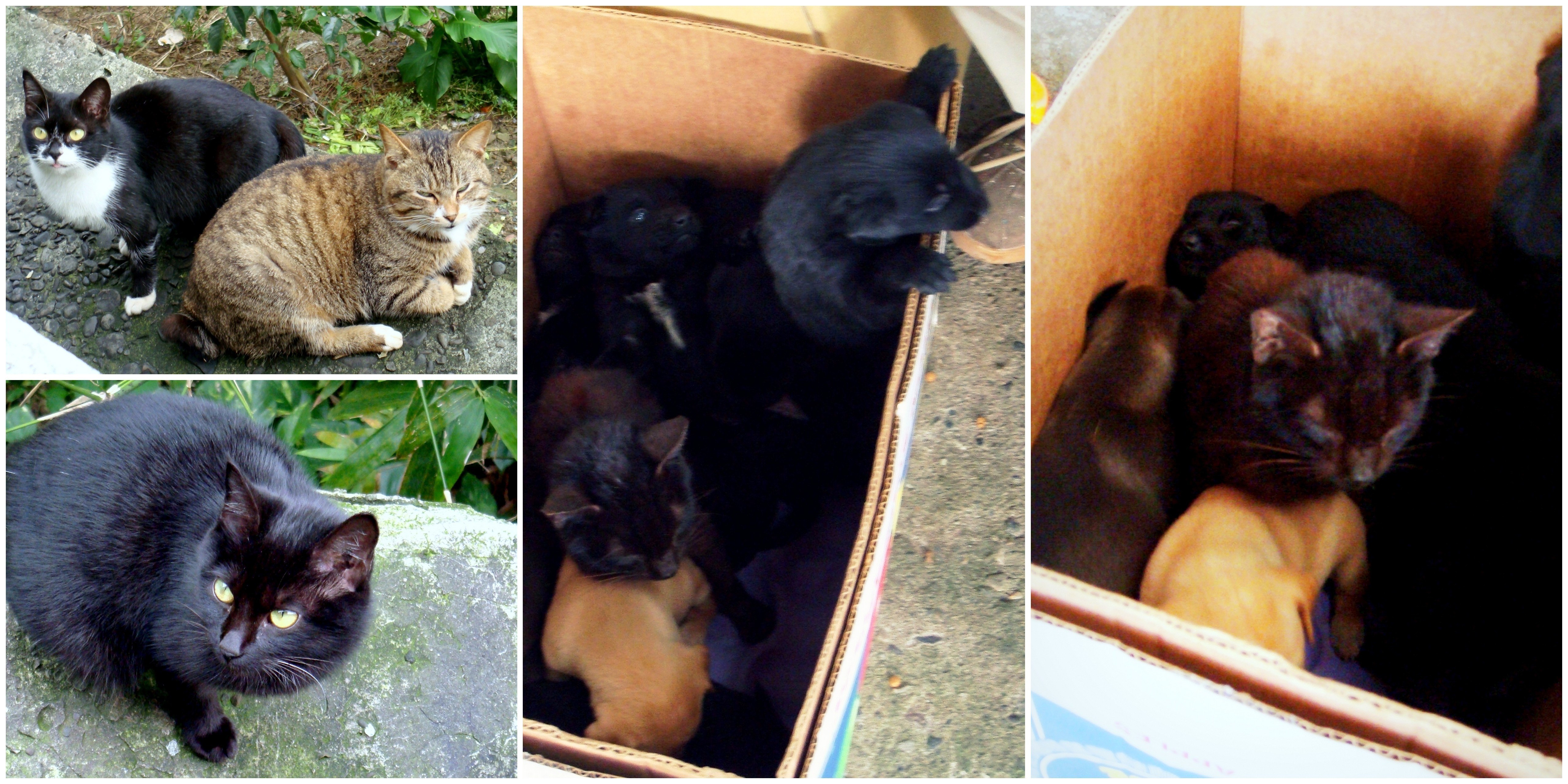 Cats and kittens in cardboard box
