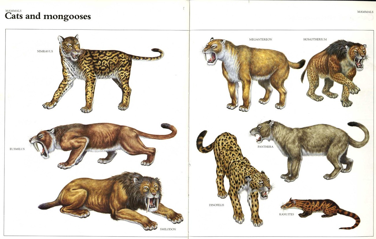 Cats and mongooses illustration