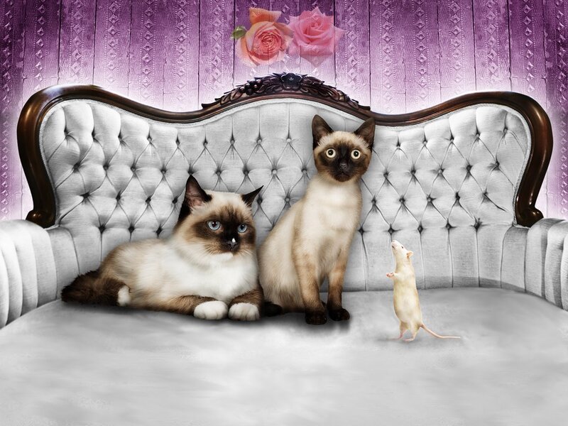 Cats and mouse on a sofa