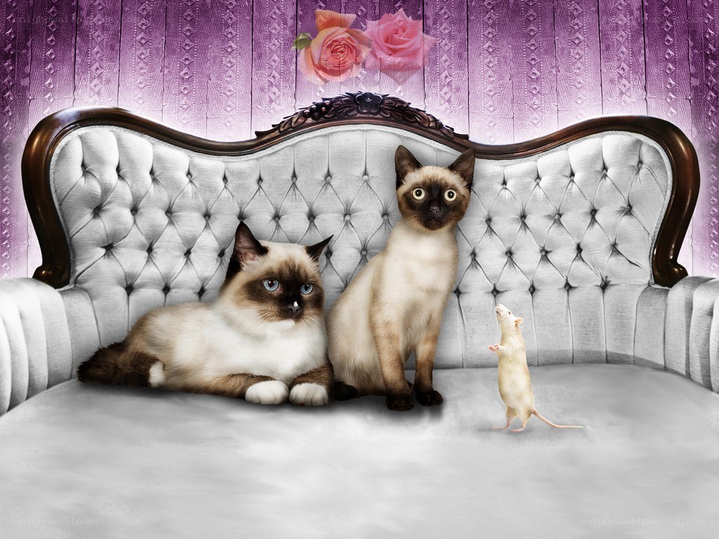 Cats and mouse on a sofa