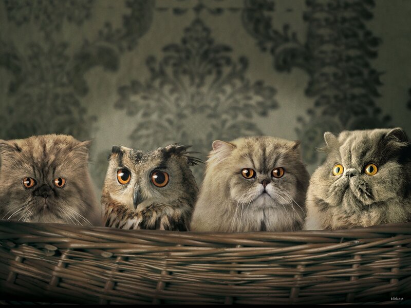 cats and owl in a basket