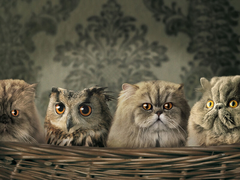 cats and owl in a basket