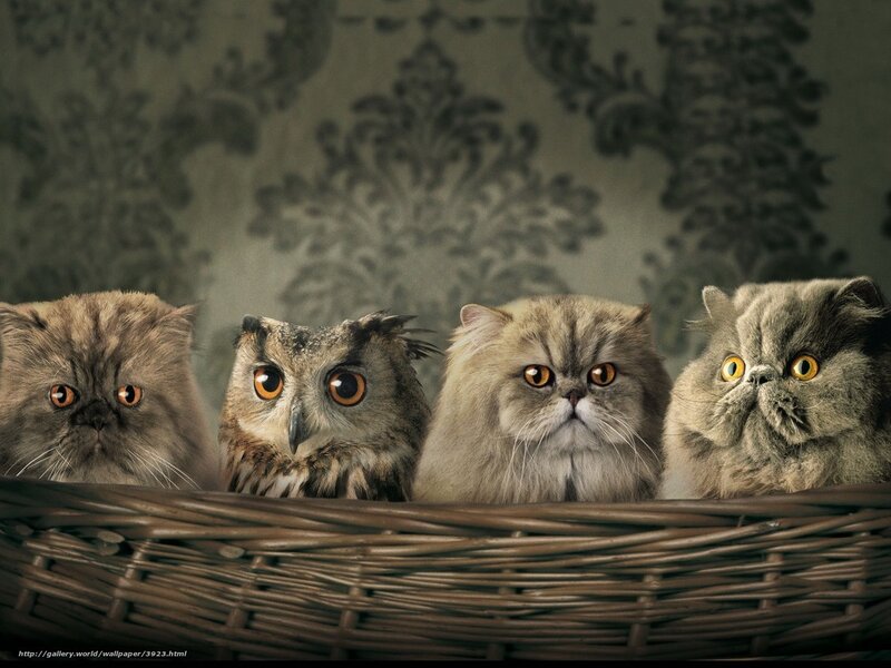 cats and owl in a basket