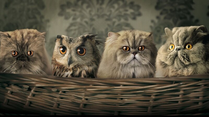 cats and owl in basket