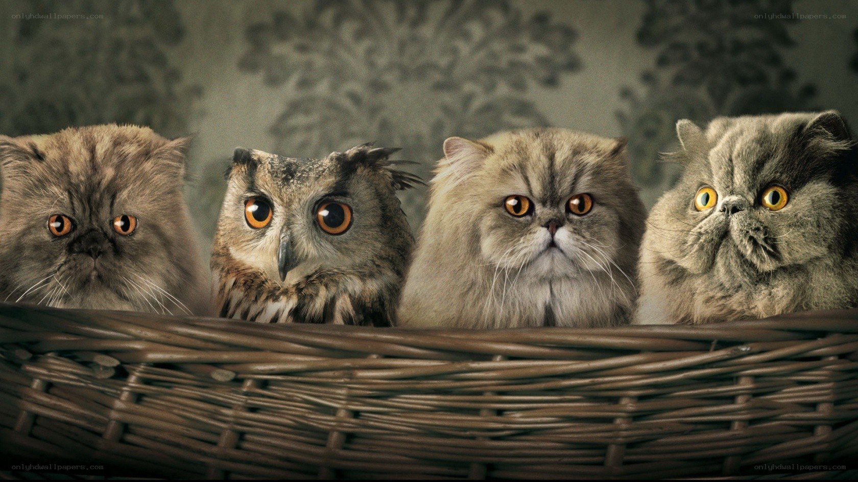 cats and owl in basket