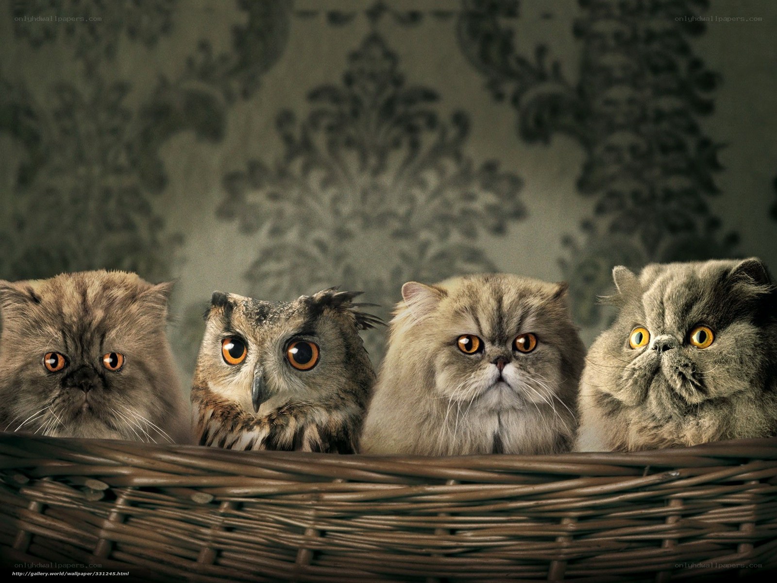 cats and owl in basket