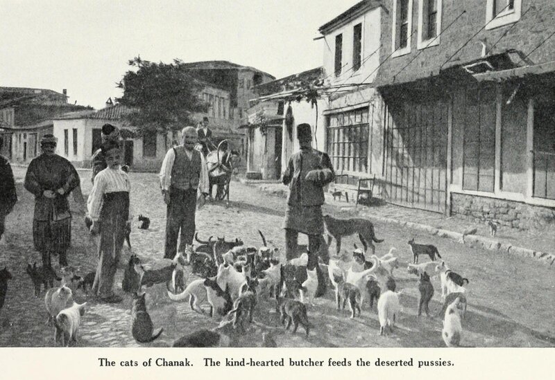 Cats and People in Street