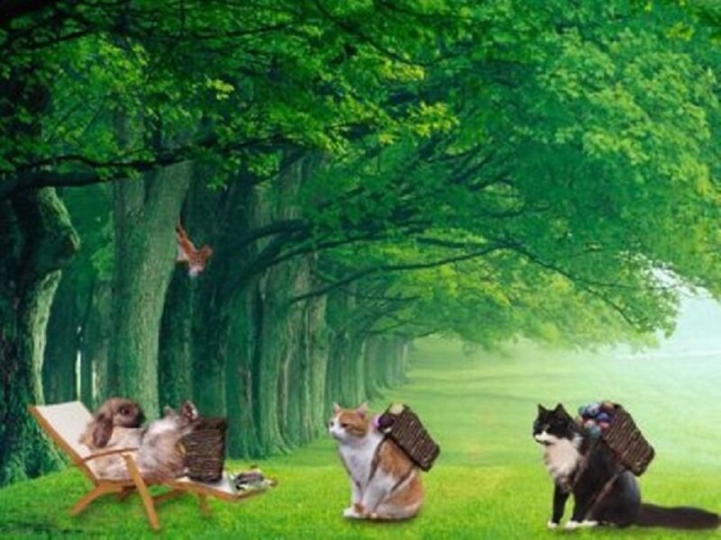 Cats and Rabbits in Forest