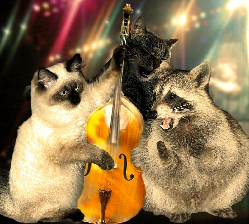 Cats and Raccoon Band