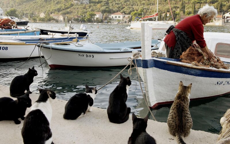 Cats at a fishing harbor