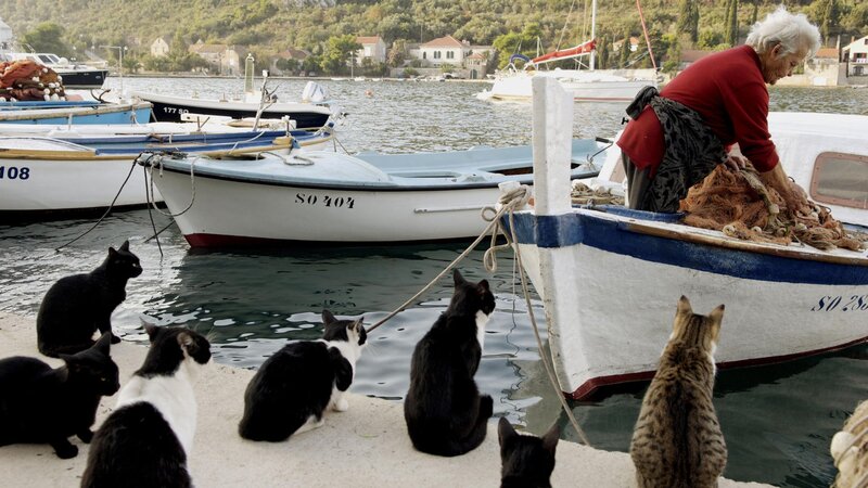 Cats at the harbor with a fisherman