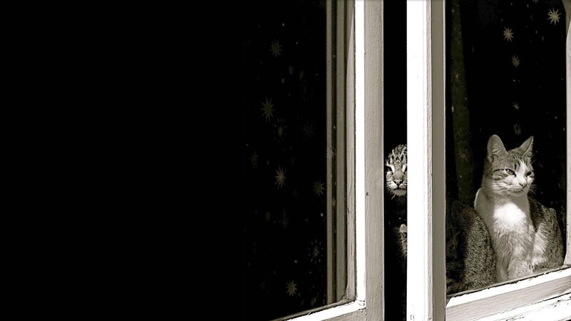 Cats at the window