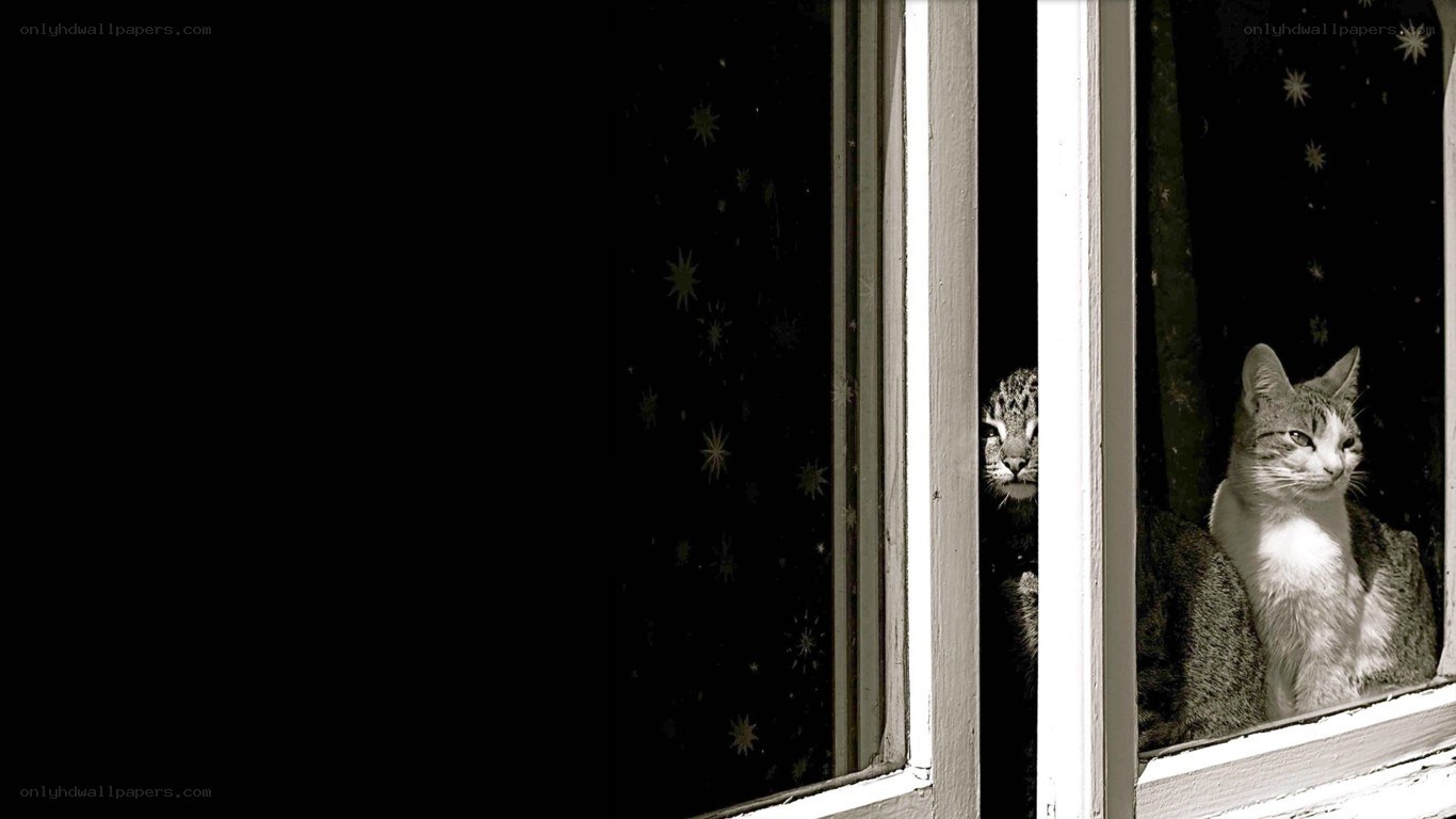 Cats at the window