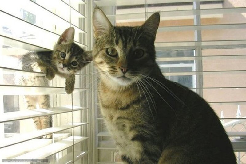 Cats at the window