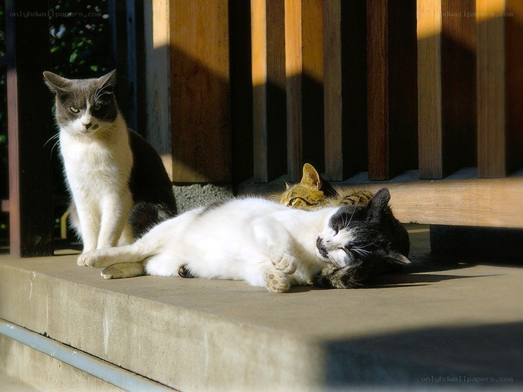 Cats basking in the sun