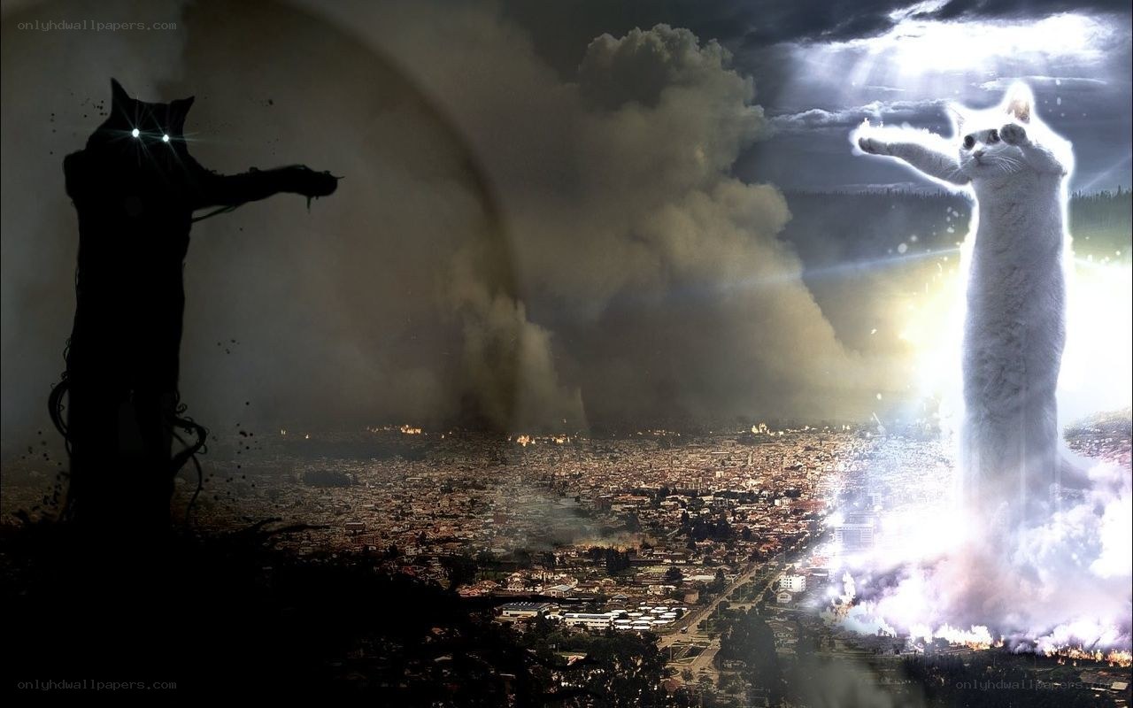 Cats battle over a city