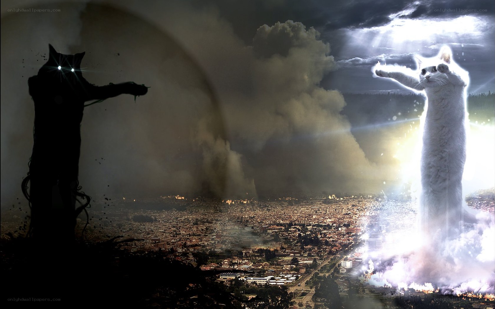 cats battling over a city