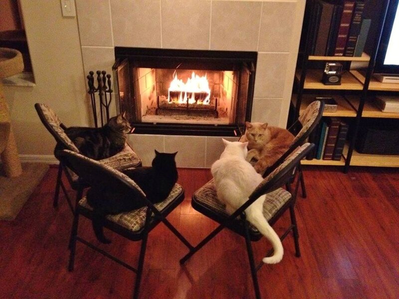 Cats by Fireplace