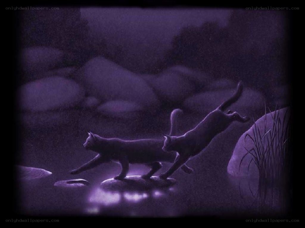 cats by the river at night