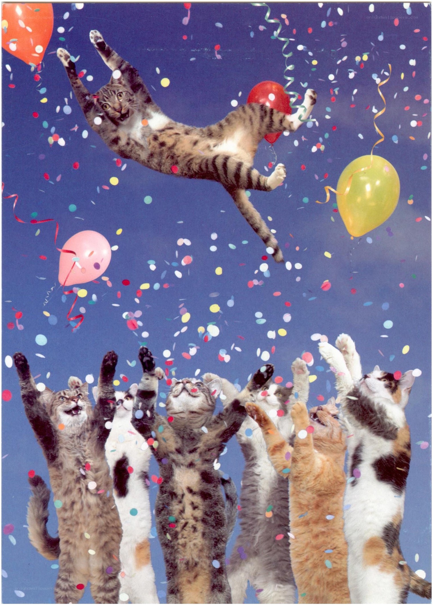 Cats celebrating with balloons