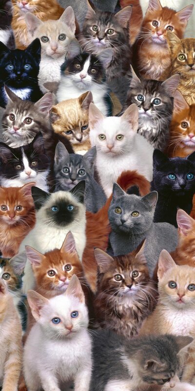Cats collage wallpaper