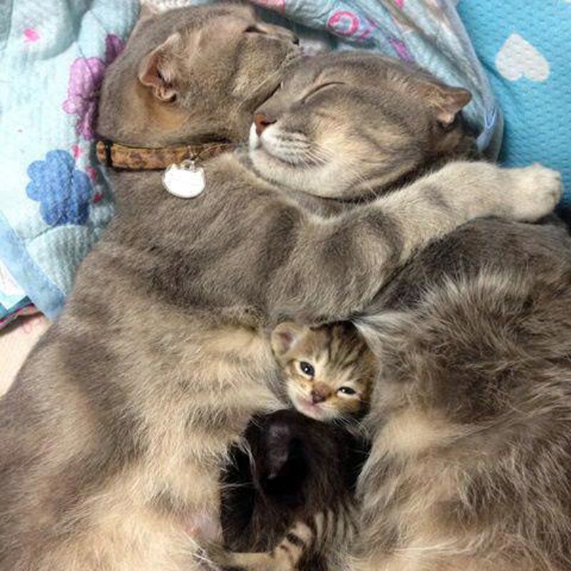Cats cuddling with kitten