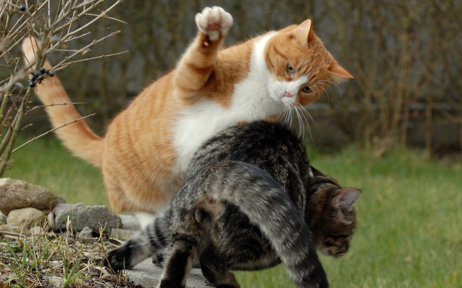 Cats fighting in garden