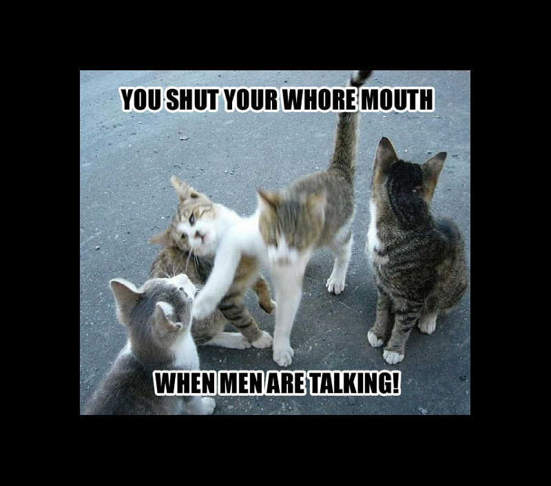 cats fighting meme