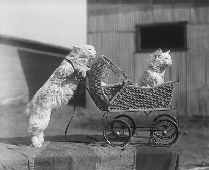 Cats in a baby carriage